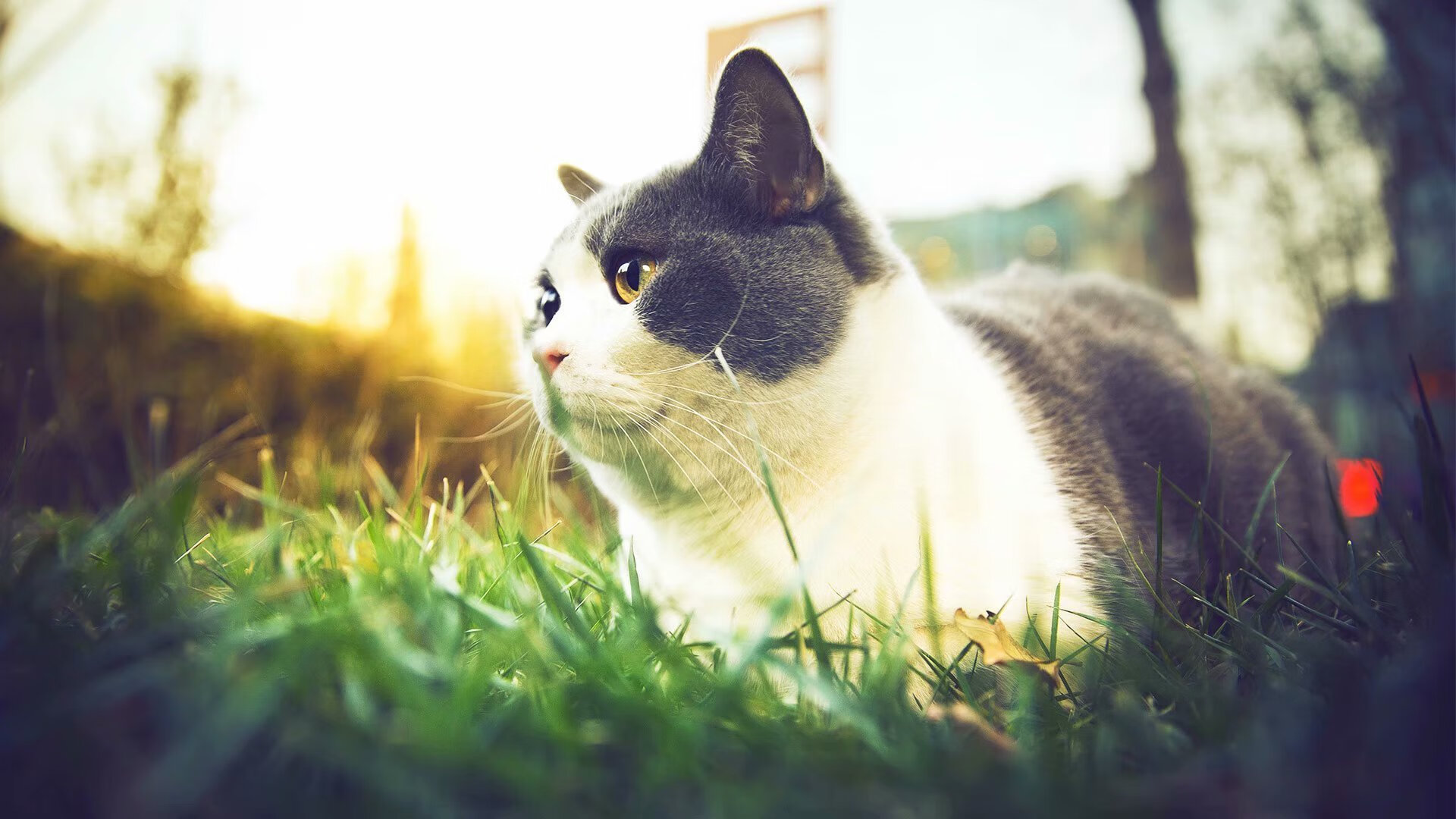 银色幽灵破围城，马丁内利夜战利刃出鞘