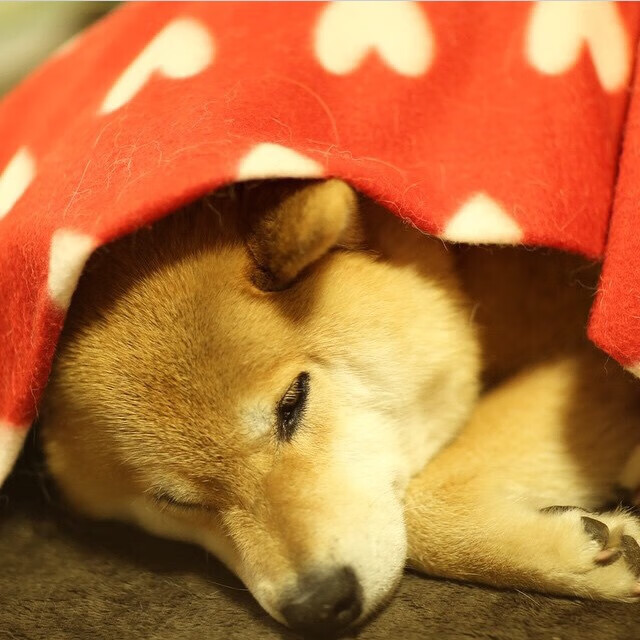 制胜弧线,欧文关键一投,快船在西决淬火中胜出太阳