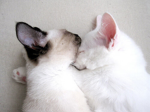 铁壁与长矛，一场定义攻防极致的唯一性胜利