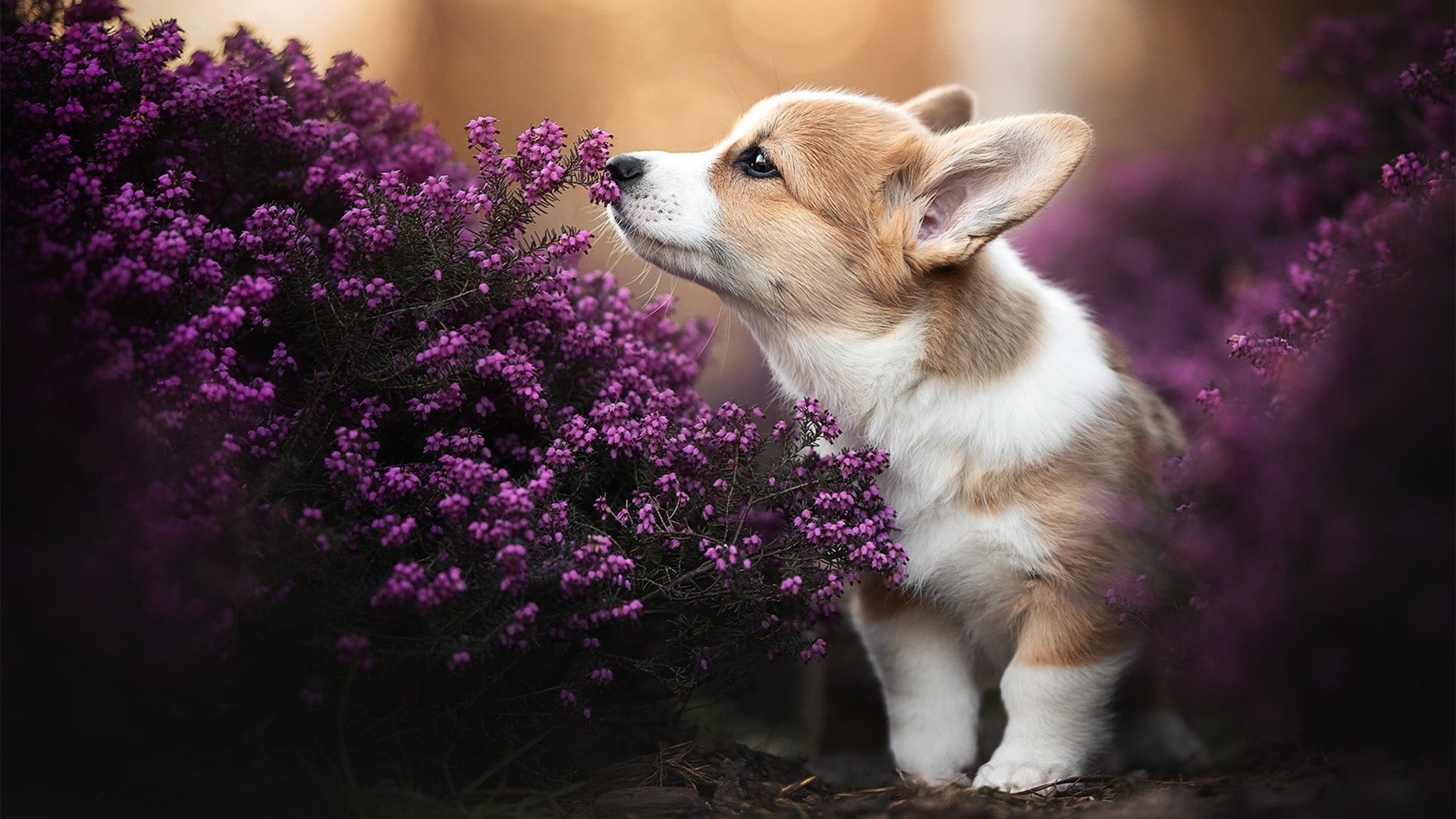 神话再现,希腊混凝土防线让星条旗叹息,阿劳霍成为胜负关键