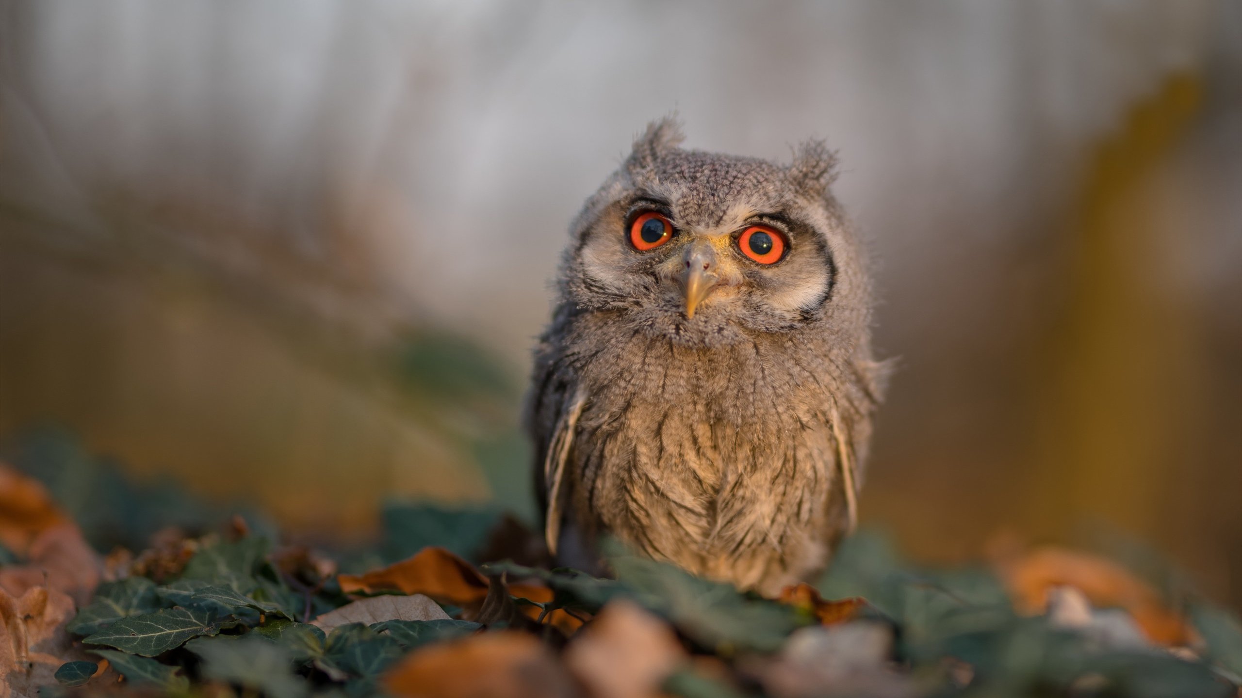 蓝月新魂刺破圣西罗迷雾—论若日尼奥如何以关键先生之姿，为曼城谱下加时制胜的变奏曲