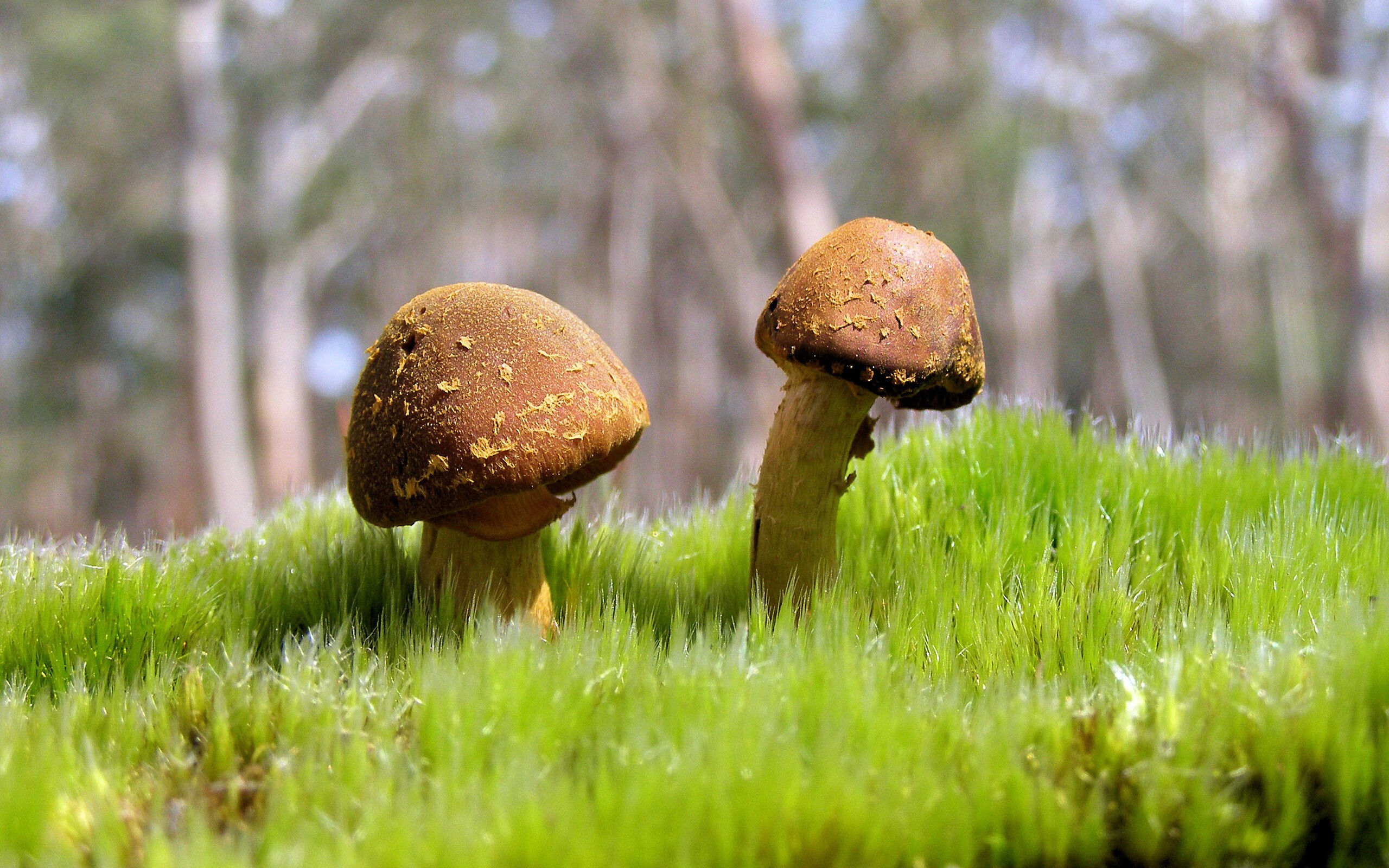 孤星照沙海，拉亚一肩扛起球队，沙特生死战绝境逢生