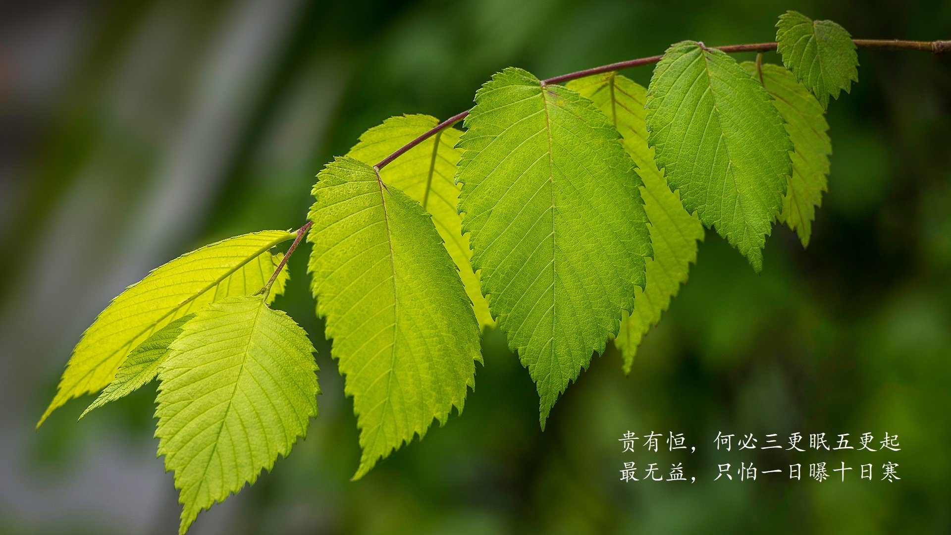 D组的致命天平，凯恩那一剑，美国流畅攻守中斩落哥斯达黎加